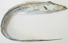 Largehead hairtail