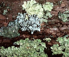 Foliose lichens on a tree trunk 