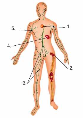 Lymphatic system