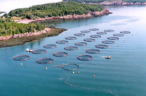 mariculture
