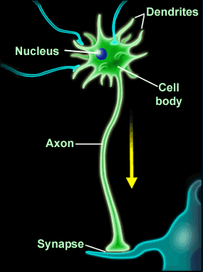 Neuron