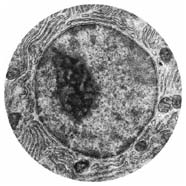 A cell with a large central nucleus