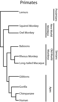 Simplified phylogenetic tree