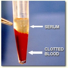Blood Serum