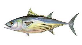 Skipjack tuna (Euthynnus pelamis)