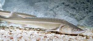 Siberian sturgeon