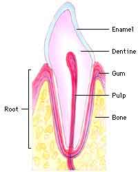 Cross-sectional view of a tooth