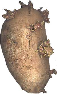 Potatoes are examples of tubers