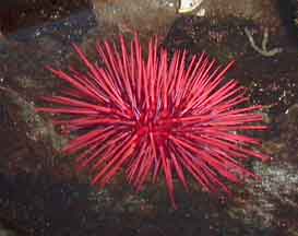 Red Sea Urchin