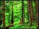 Page d'accueil du dossier Forêts