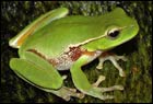 Biodiversité : perspectives mondiales