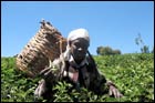 Agriculture & Development
