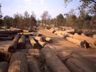 De toenemende vraag naar bio-energie zou tot ontbossing kunnen leiden