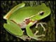 Biodiversiteit (GBO2)