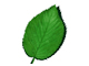 GM Crops home
