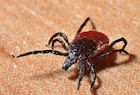 Borreliosis de Lyme inicio