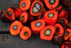 Palm Oil