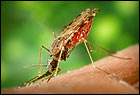 Malaria Welkom pagina