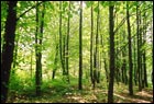 Forêts et Energie