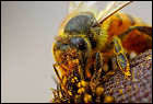 Verluste honig bienenvölkern