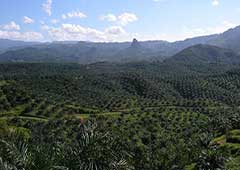 Forêts Indonesie Page d'accueil