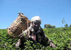 Agricultura inicio