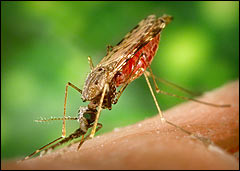 Malaria Welkom pagina