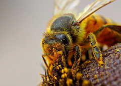 Disparitions des abeilles Page d'accueil