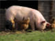 Biosecurity home