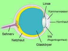 Querschnitt eines Auges