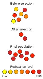 Resistant bacteria can survive antibiotic concentrations that would kill
						others