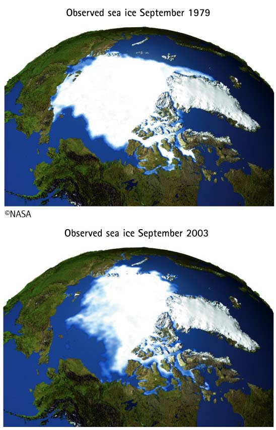 Observed sea ice