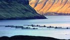 Aquaculture in the Faroe Islands