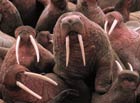 Walrus rely on sea ice for easier access to food