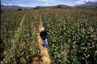Farmer in a field of maize in Bolivia