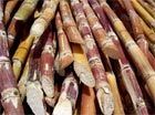 Sugar cane is one of the feedstocks for making biofuels