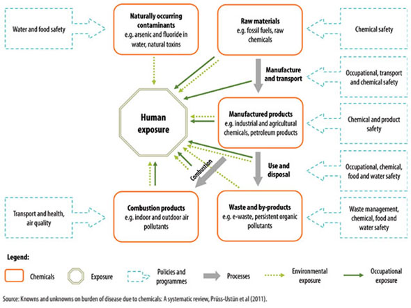 Human exposure to chemicals throughout their cycle and selected
								programmes relevant to their prevention