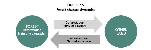Forest Change Dynamics