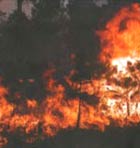 Forest fires consume 1% of forests each year