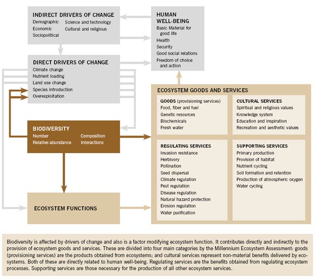 Biodiversity, ecosystem functioning, ecosystem services, and drivers of change
