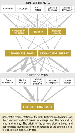 Links between food, energy and biodiversity loss