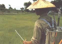 Pesticide rice, Laos