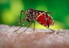 Anopheles mosquito, the vector for malaria