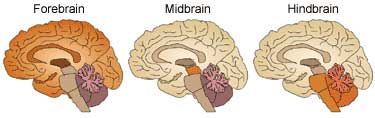 Psychoactive drugs affect the brain