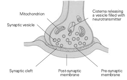 A terminal button and synapse