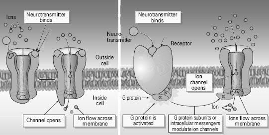  Two types of chemical synapses