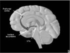 Mesolimbic dopamine pathway