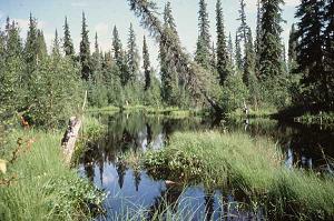 Reserva Natural Nacion de Kanuti, Alaska