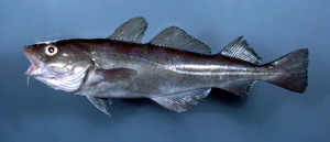 Bacalao