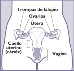 cervix